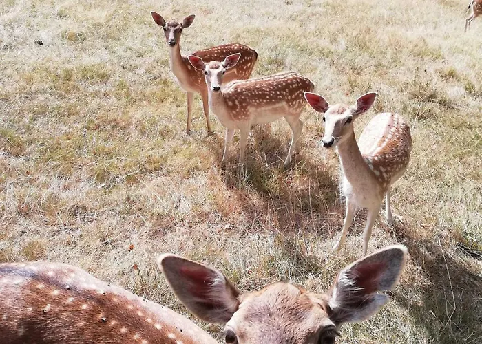 La De Gardelac Ferienhaus Saint-Rémy
